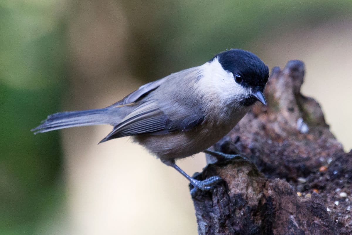 A cute Willow Tit standing on a wooden log.