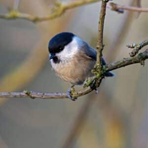 A cute Wilow Tit standing on a tree branch.