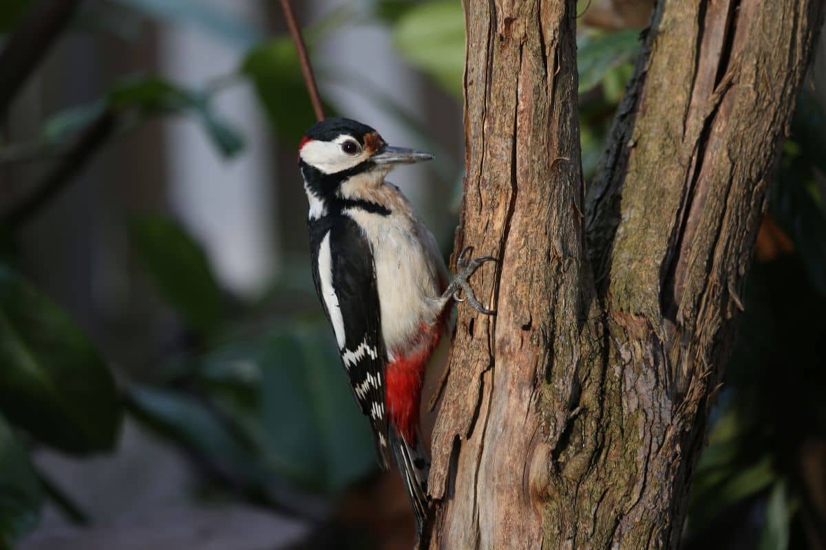 A beautiful Woodpecker pecking on a tree.