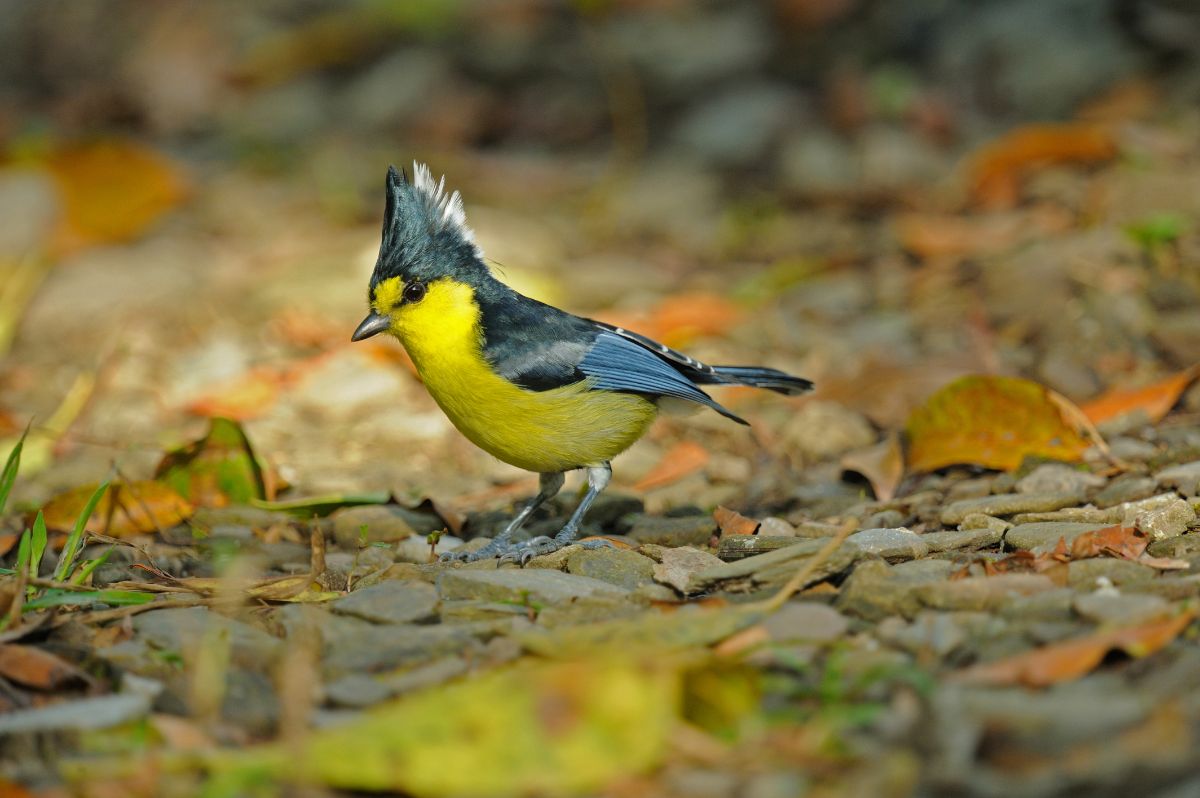 An adorable Yellow Tit on a ground covered with fallen leaves.