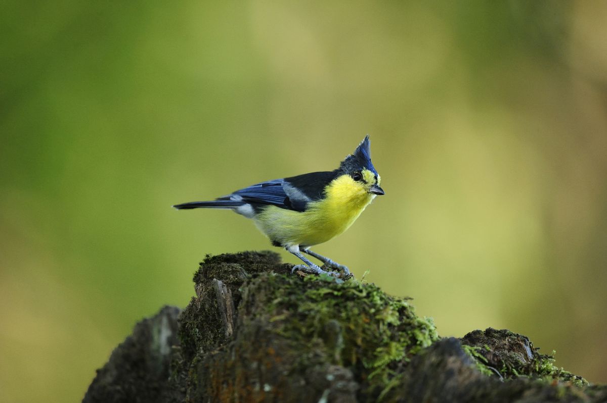 An adorable Yellow Tit standing on a rock covered by moss.