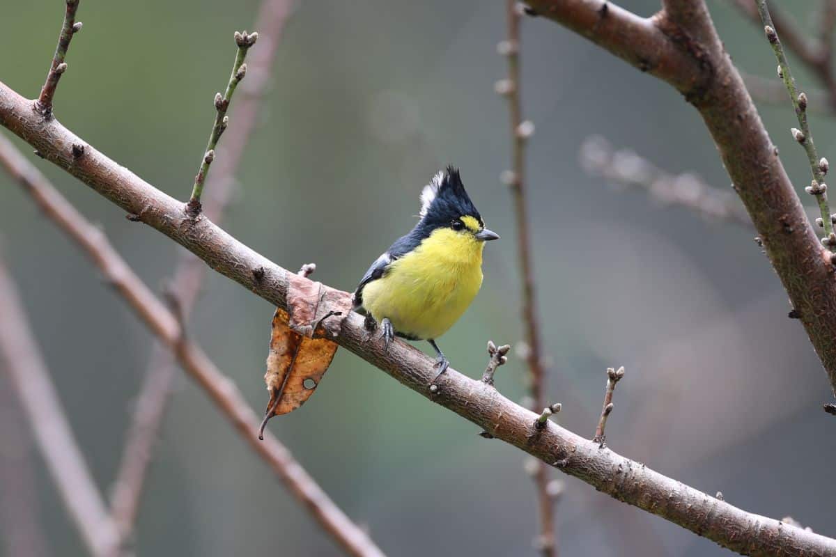 An adorable Yellow Tit sitting on a tree branch.