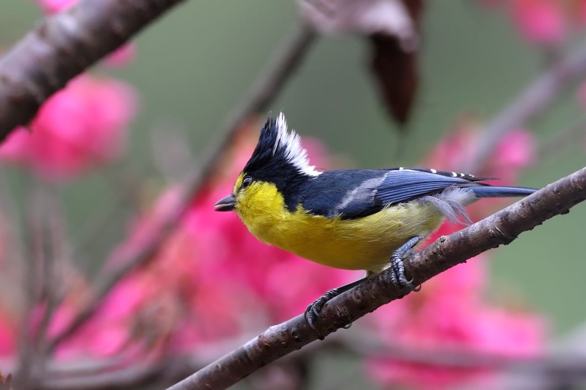 An adorable Yellow Tit sitting on a tree branch.