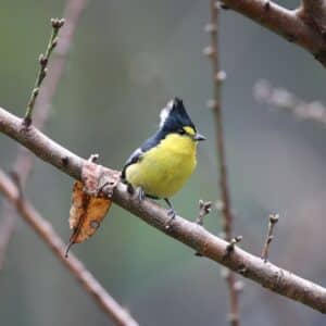 An adorable Yellow Tit sitting on a tree branch.