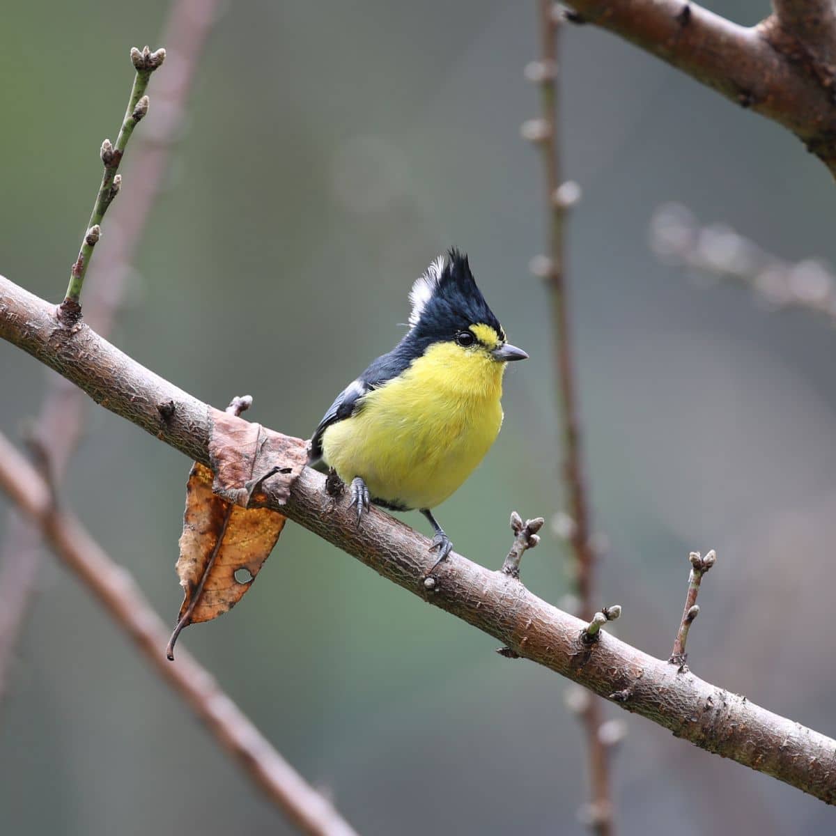 Yellow Tit Bird: Facts, Song, & Diet (The Definitive Guide) - Bird Nature