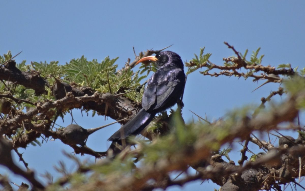 Abyssinian Scimitarbill perched on a tree.