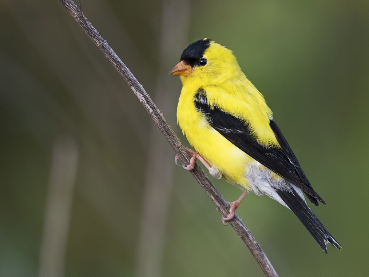 An adorable American Goldfinch perched on a thin branch.