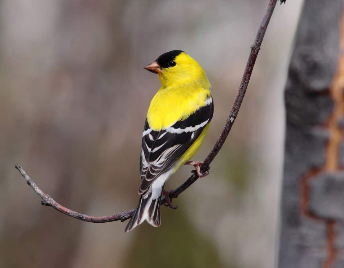 A beautiful American Goldfinch perched on a thin branch.