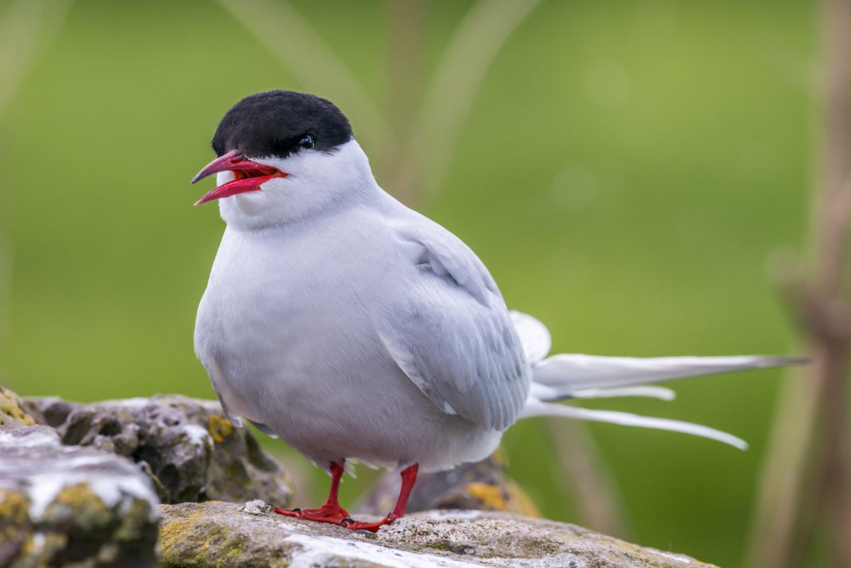 An adorable Arctic Tern with an open beak is standing on a rock.