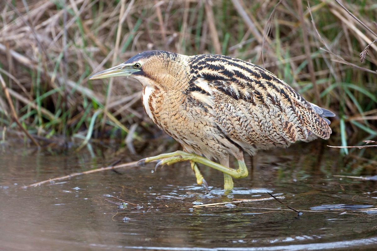 An adorable Bittern is walking in shallow water.