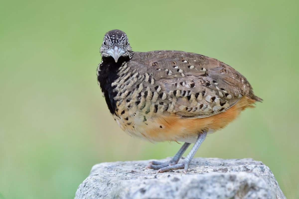 An adorable Buttonquail standing on a rock.