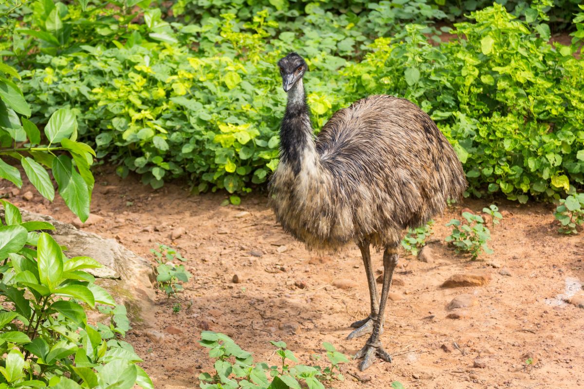 A big, tall Emu standing on the ground.