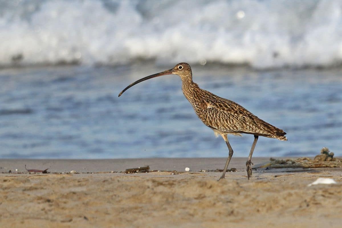 Far Eastern Curlew walking on a shore.