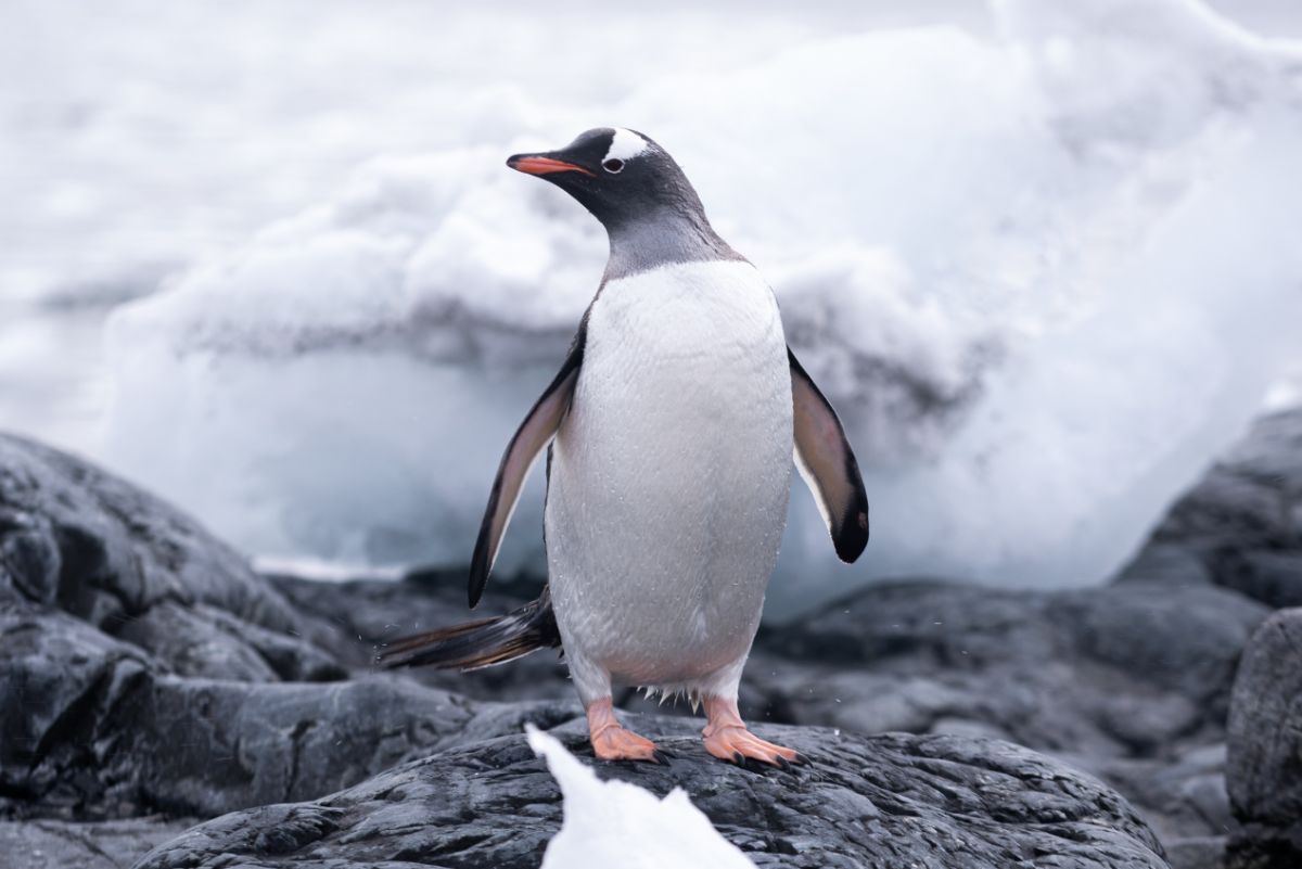 An adorable Gentoo Penguin is standing on a rock.