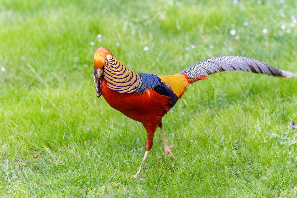 A beautiful Golden Pheasant walking on green grass.