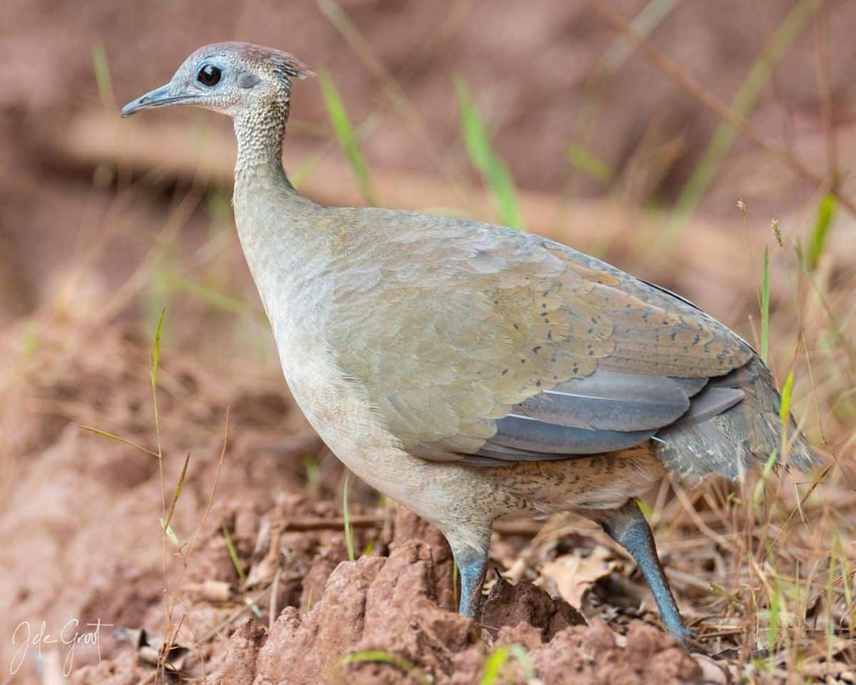 An adorable Great Tinamou walking on the ground.