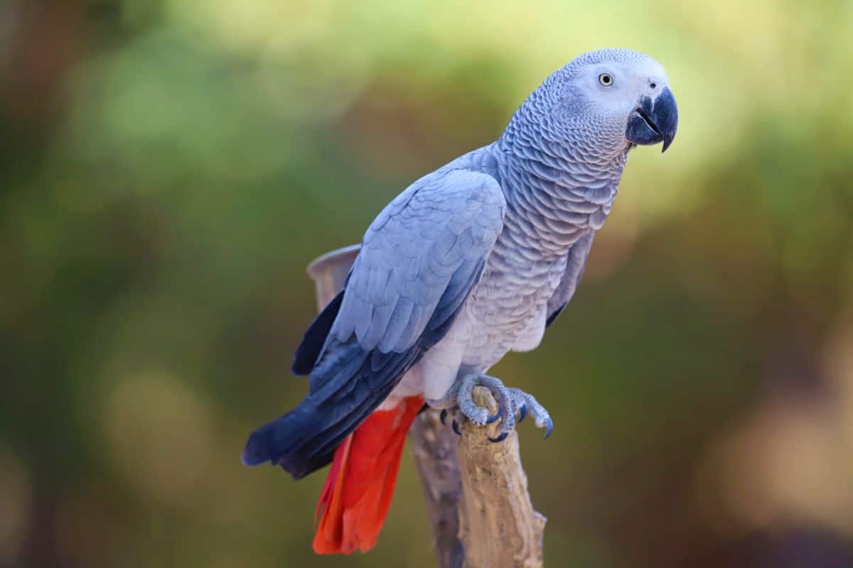 A beautiful African Gray Parrot perched on a branch.