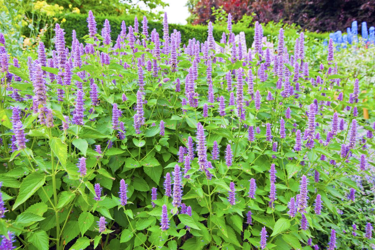 A beautiful purple blooming Hummingbird Mint.