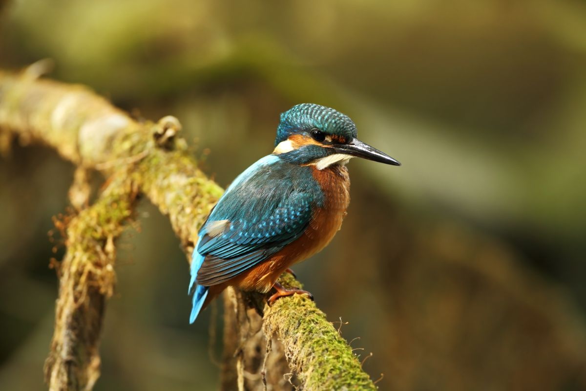 An adorable Kingfisher perched on a branch,