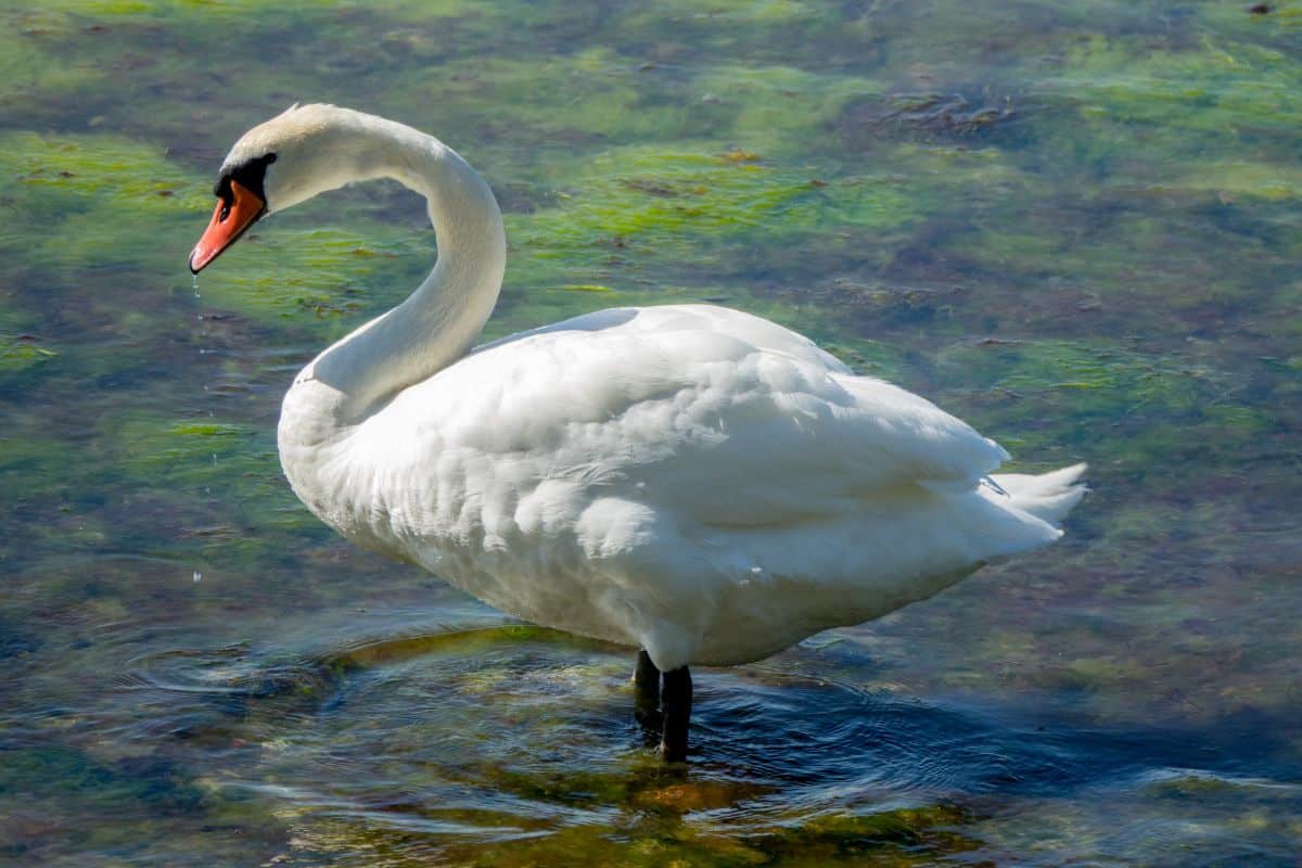 A beautiful Mute Swan standing in shallow water.