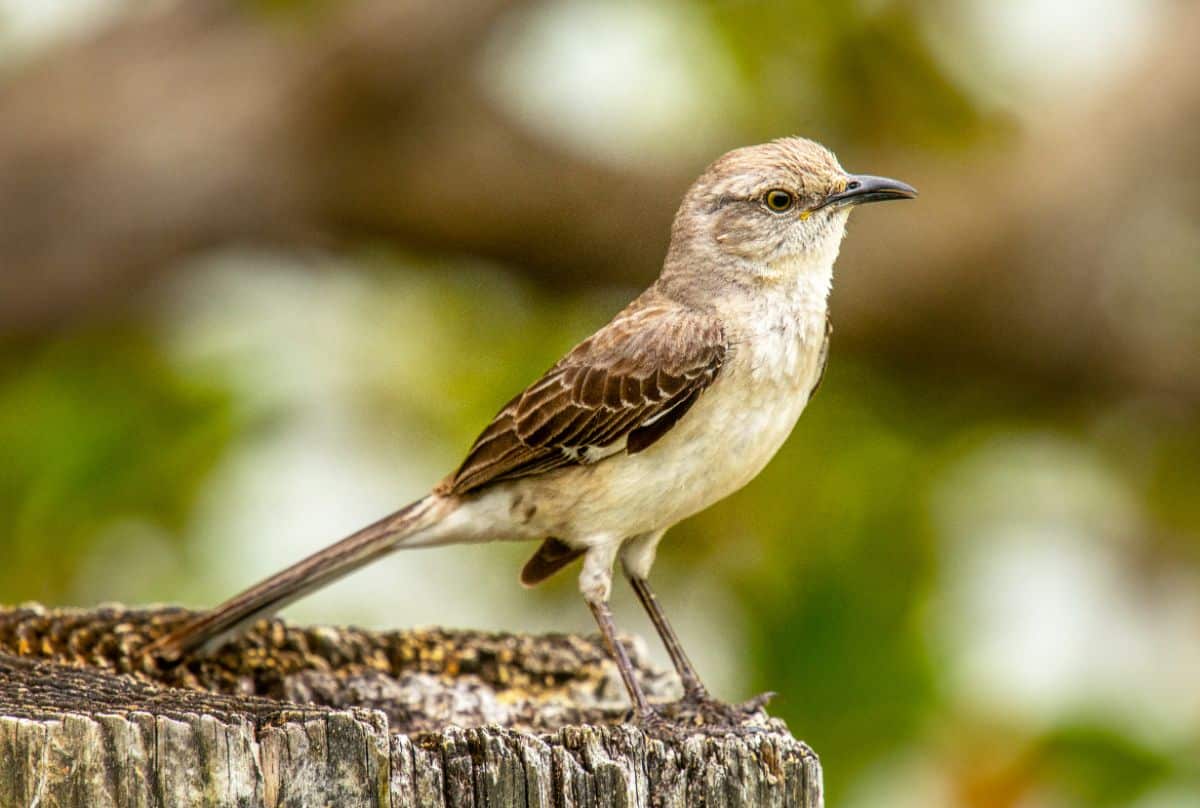 An adorable Northern Mockingbird perched on a wooden pole.