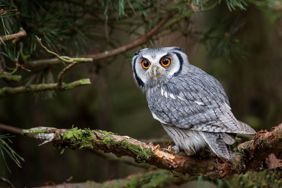 A beautiful gray Owl perched on a branch.