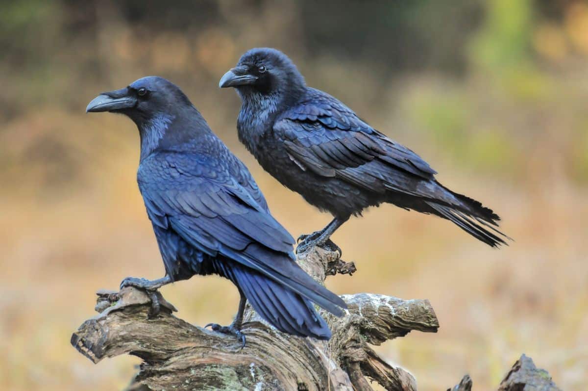 Two beautiful Ravens perched on an old tree.