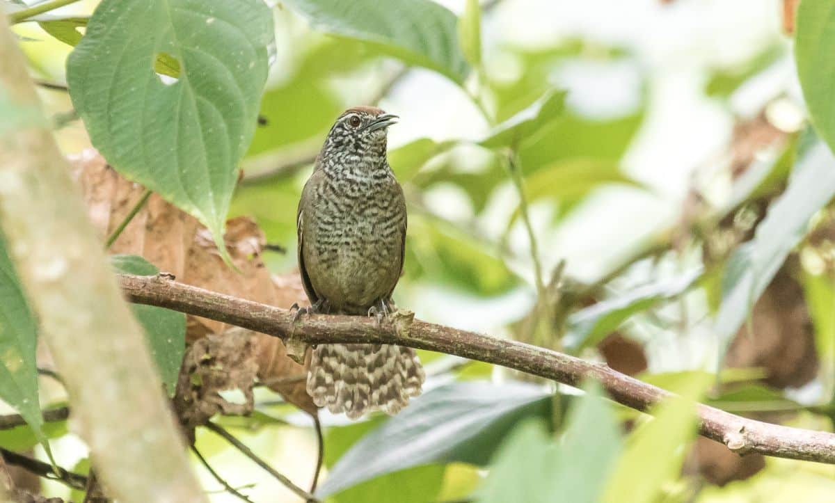 An adorable Speckle-breasted Wren perched on a branch.