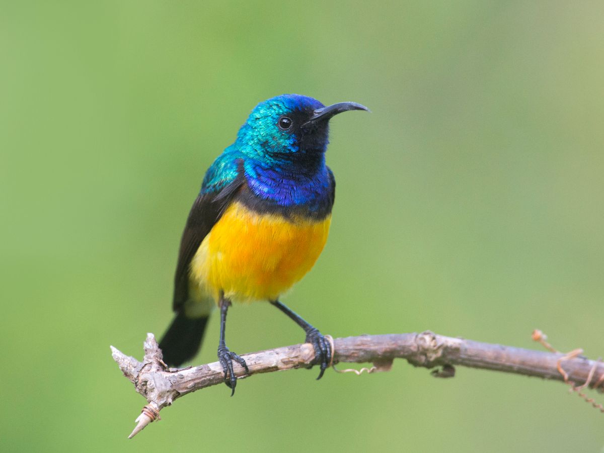 A beautiful Variable Sunbird perched on a branch.
