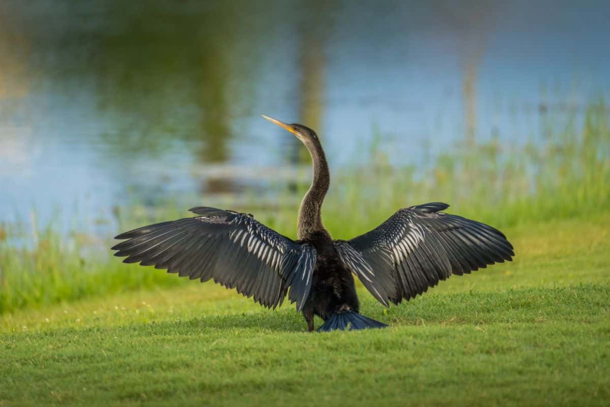 A majestic Anhinga with spread wings is standing in the green meadow near the water.