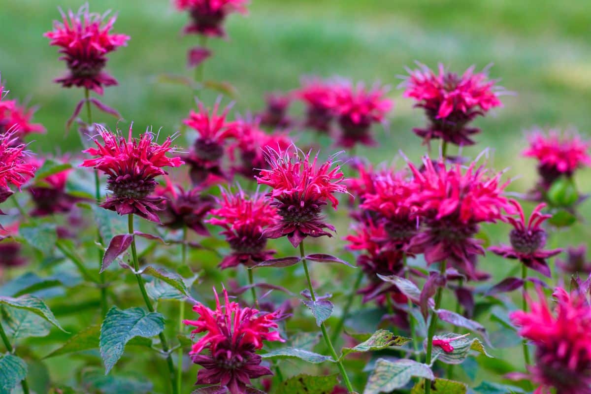 A close-up of a red blooming Bee Balm.