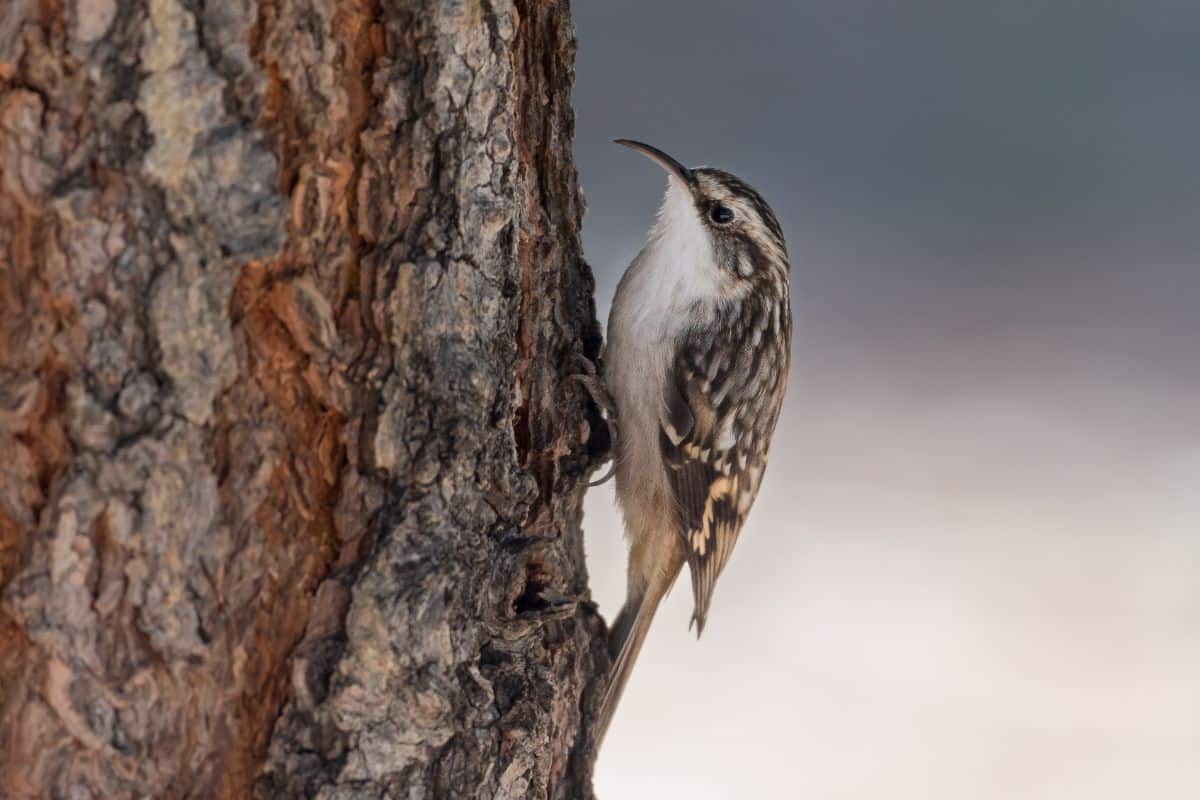 An adorable Brown Creeper perched on a tree.