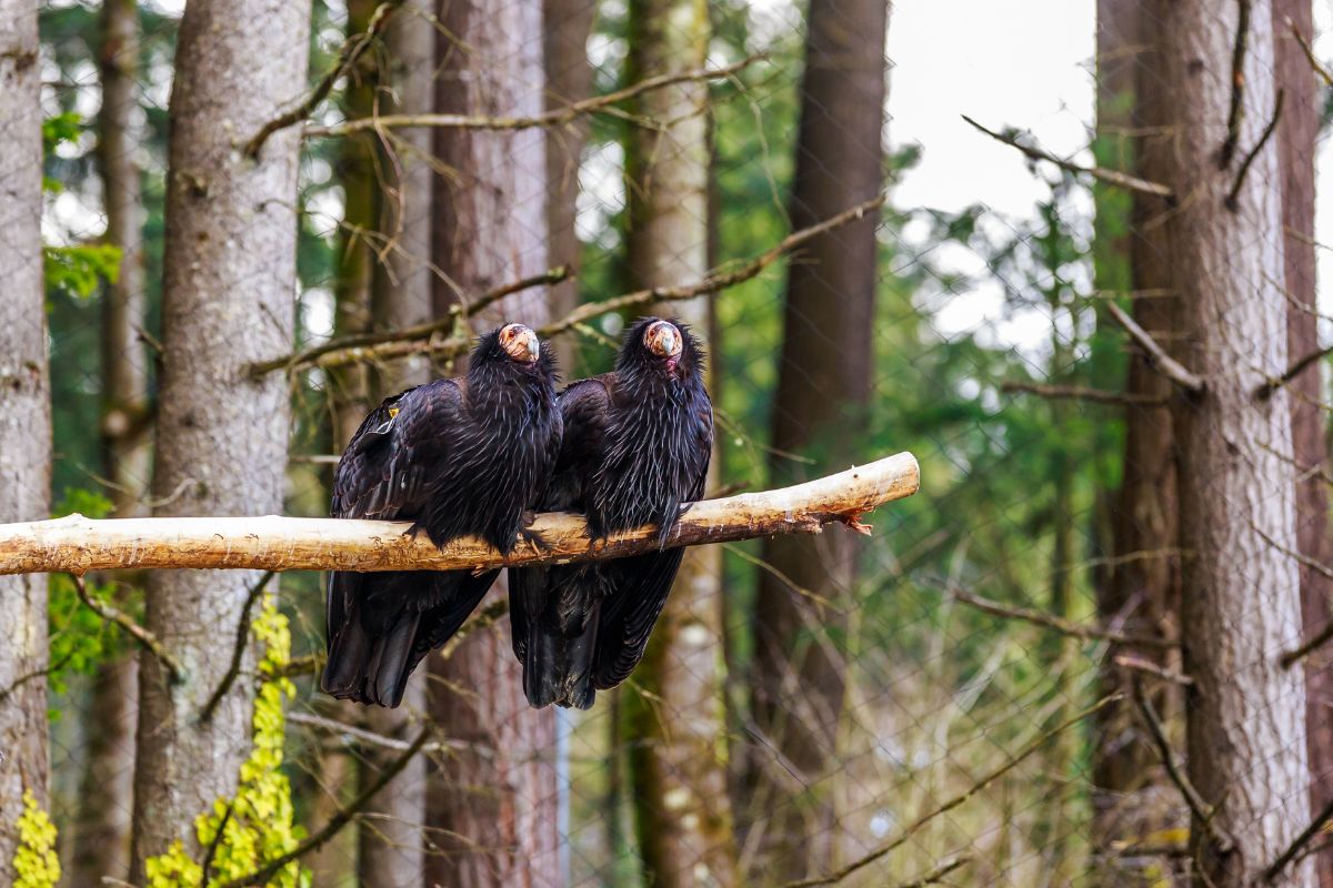 Two big California Condors perched on a branch.