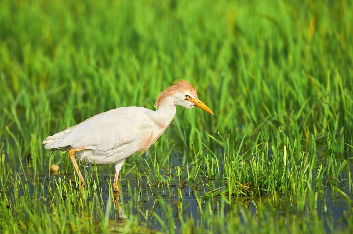 An adorable Cattle Egret is standing in shallow water on a sunny day.