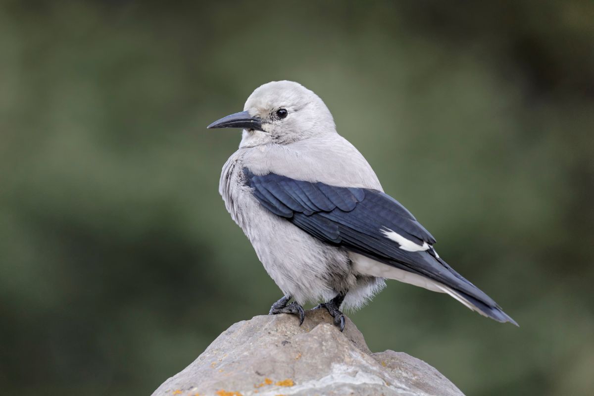 An adorable Clark's Nutcracker perched on a rock.