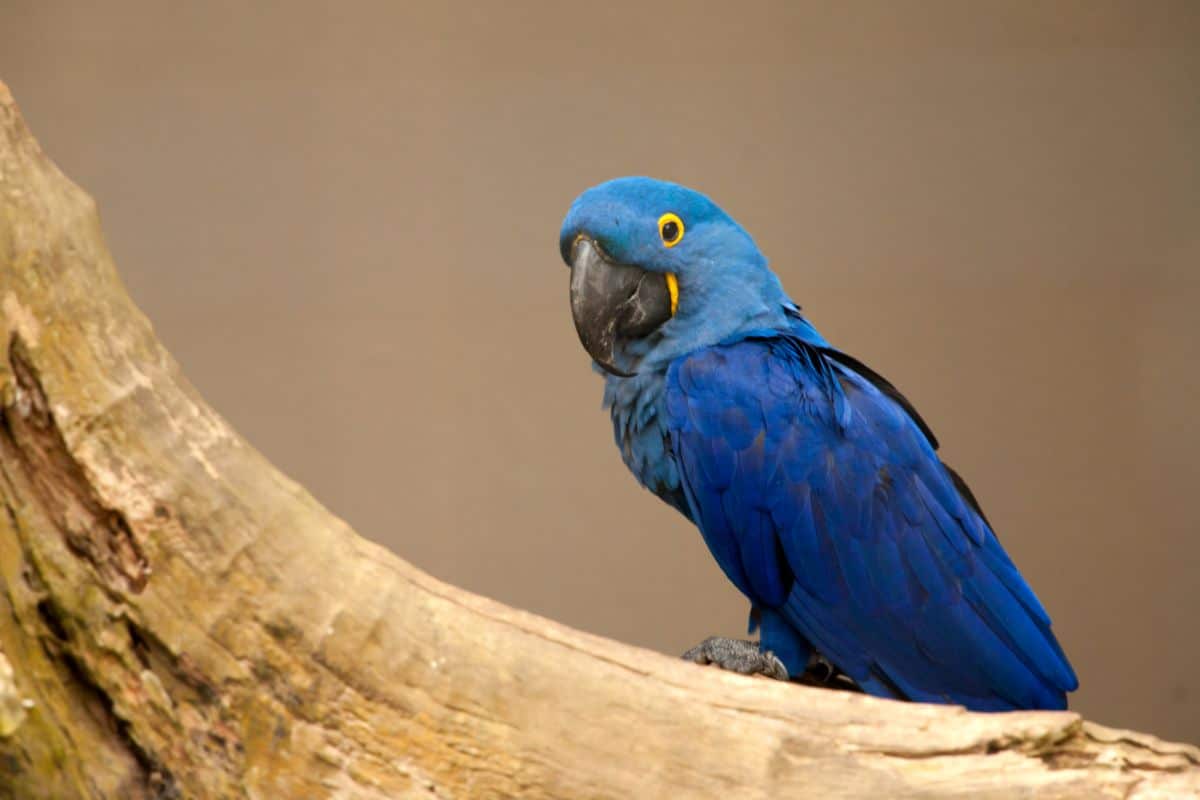 A beautiful Lear’s Macaw perched on a tree.