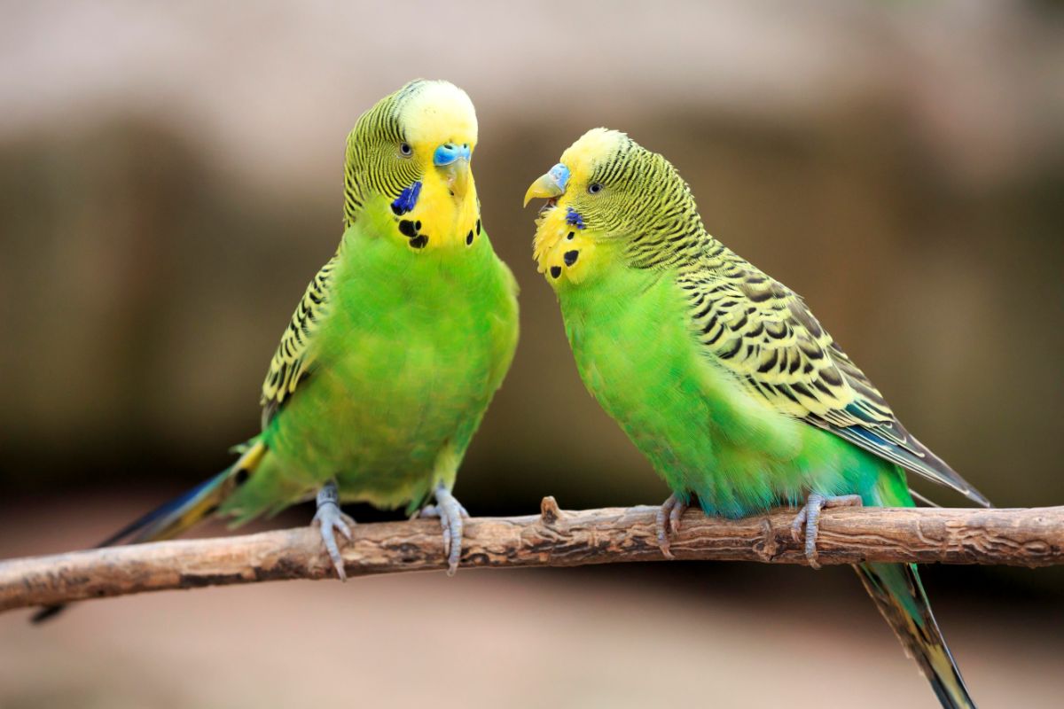 Two adorable Parakeets perched on a branch.