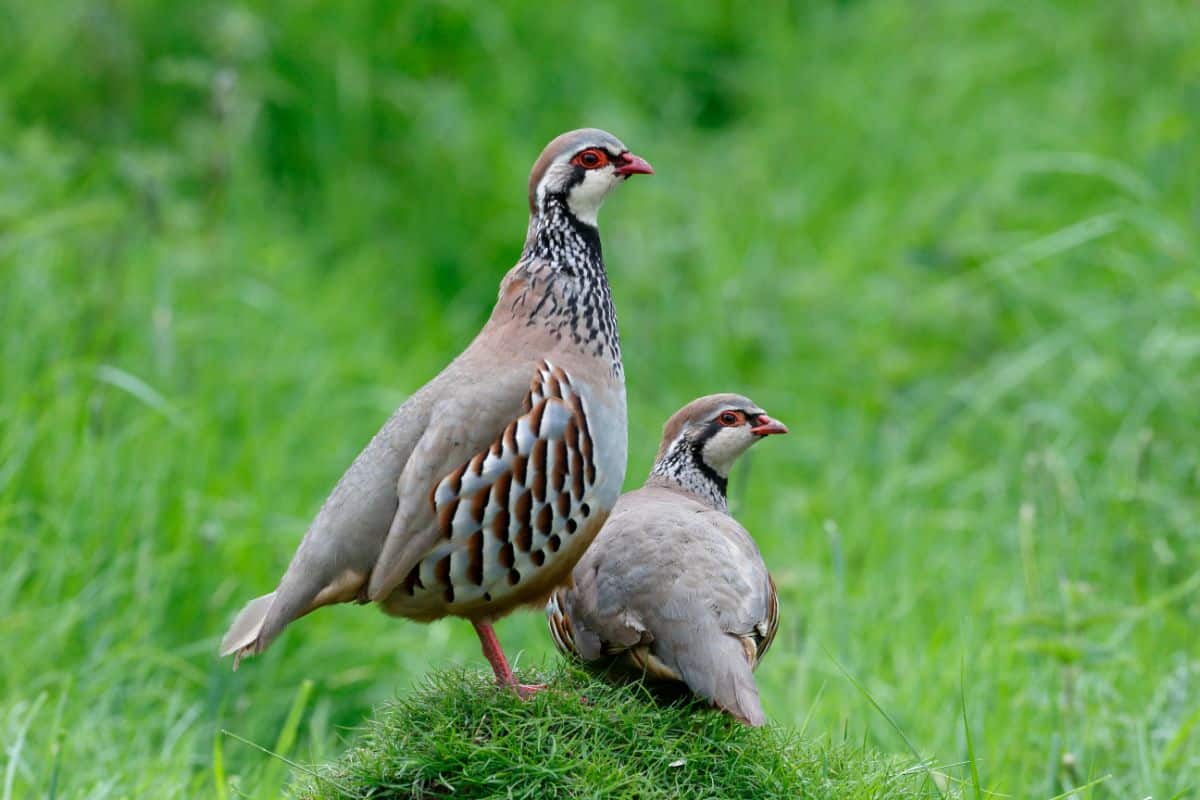 Two adorable Partridges are sitting and standing on a meadow.