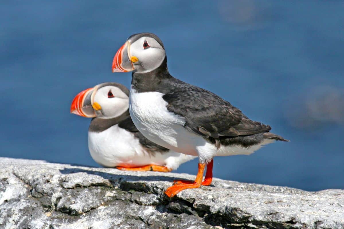 Two adorable Puffins perched on a rock on a sunny day.