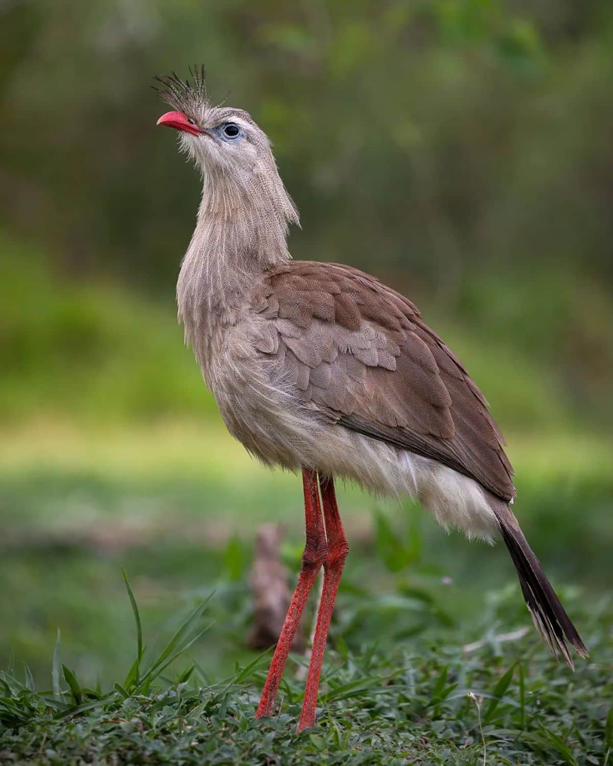 An adorable Red-Legged Seriema is standing on the ground.