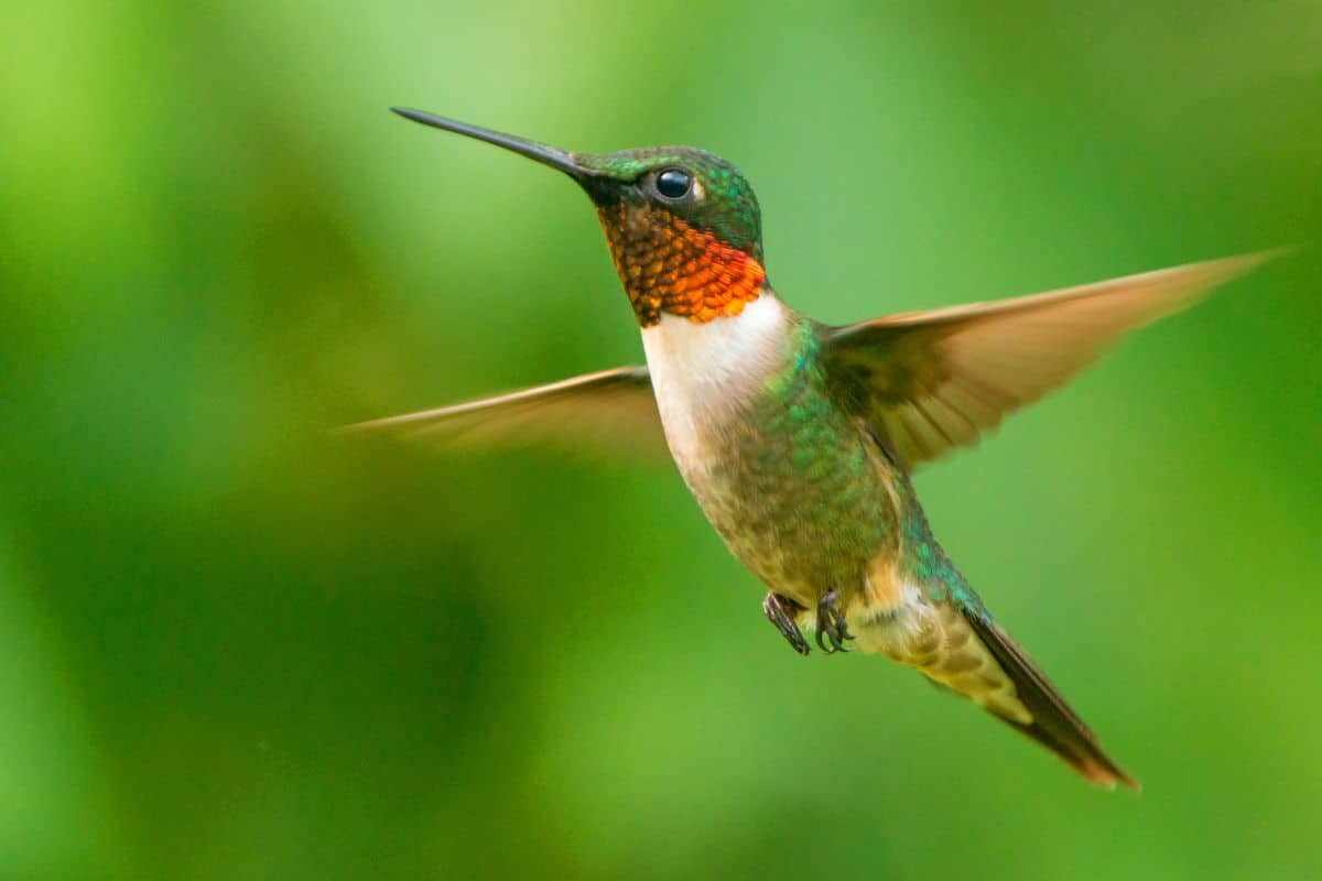 A beautiful flying Ruby-Throated Hummingbird.