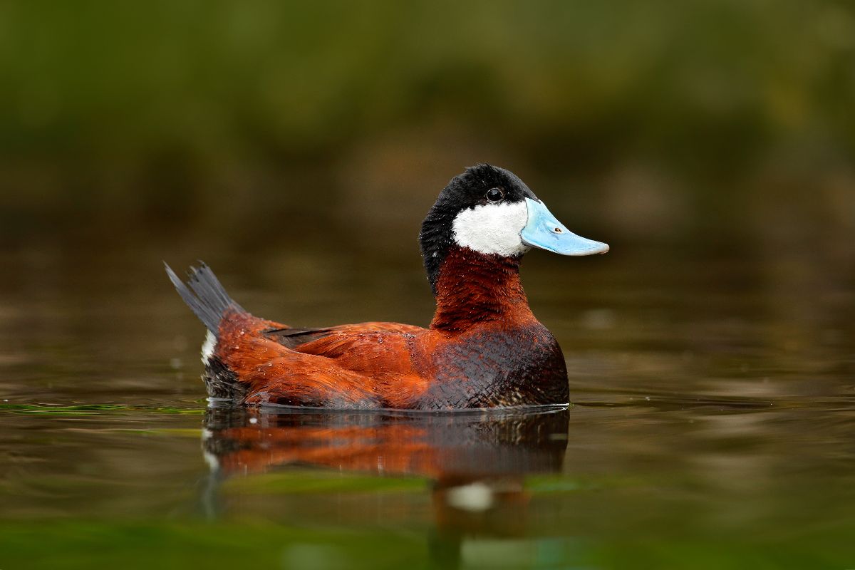 A beautiful Ruddy Duck swimming in the water.