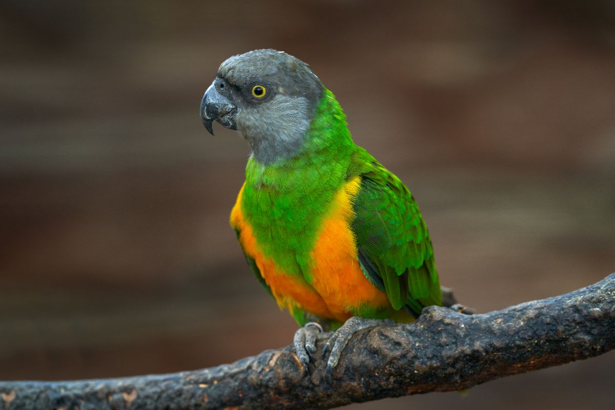 A beautiful Senegal perched on a branch.