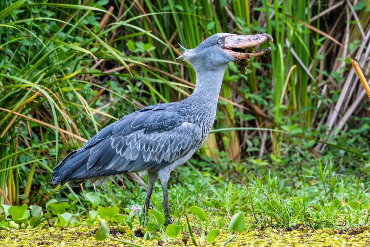 A beautiful Shoebill is standing on the ground.