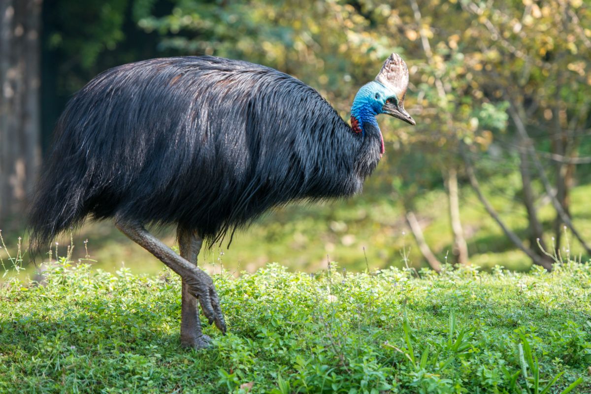 A big Southern Cassowary walking on a pasture.
