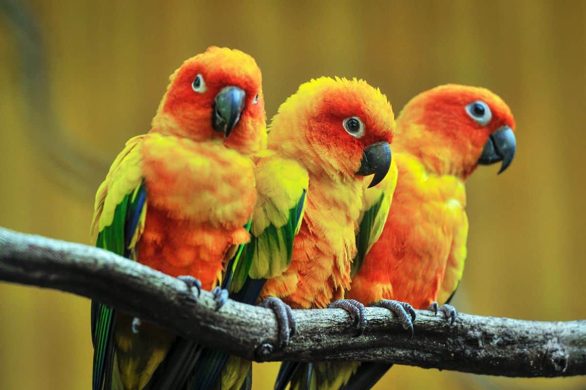 Three beautiful Sun Conures perched on a branch.