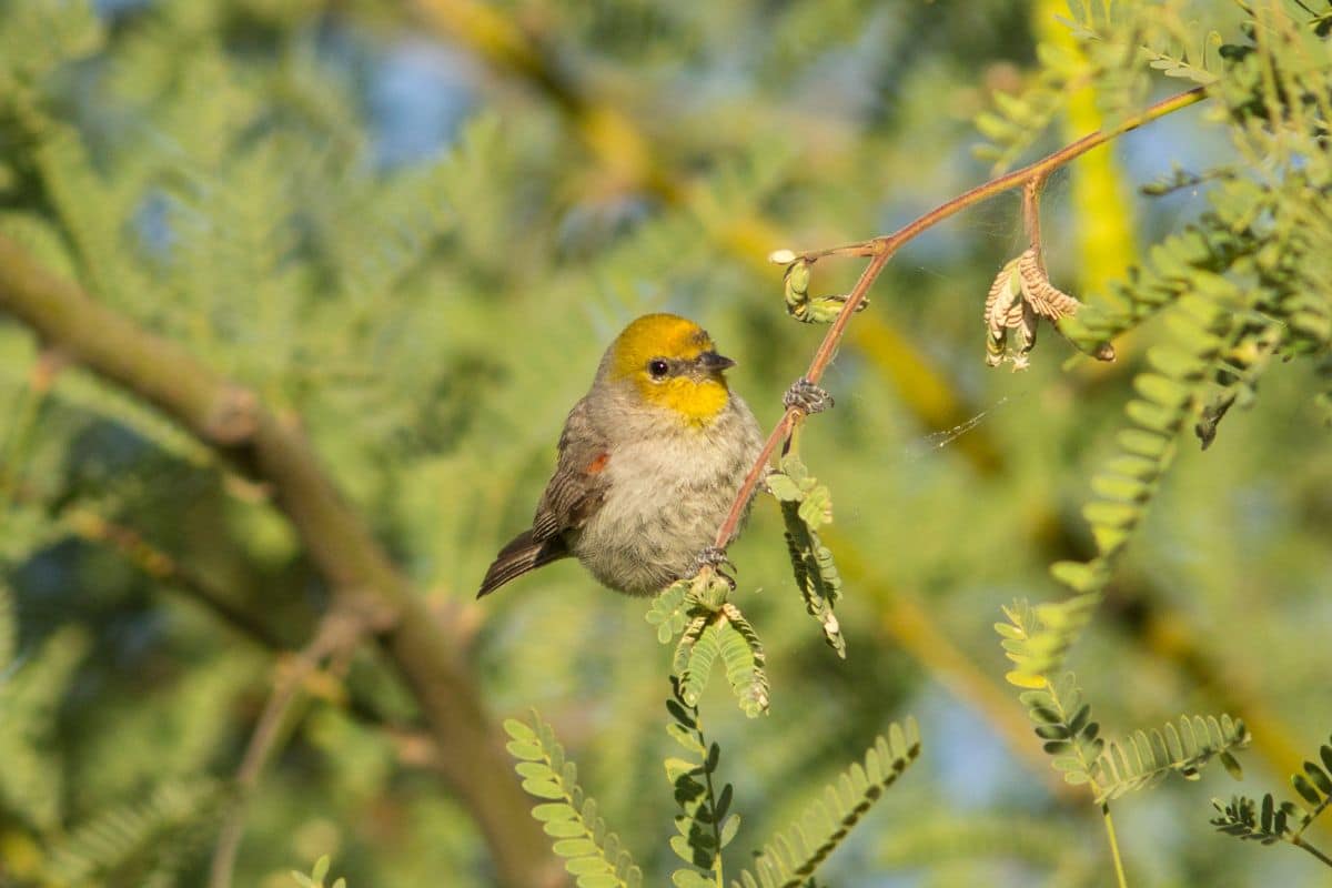 An adorable Verdin perched on a branch on a sunny day.