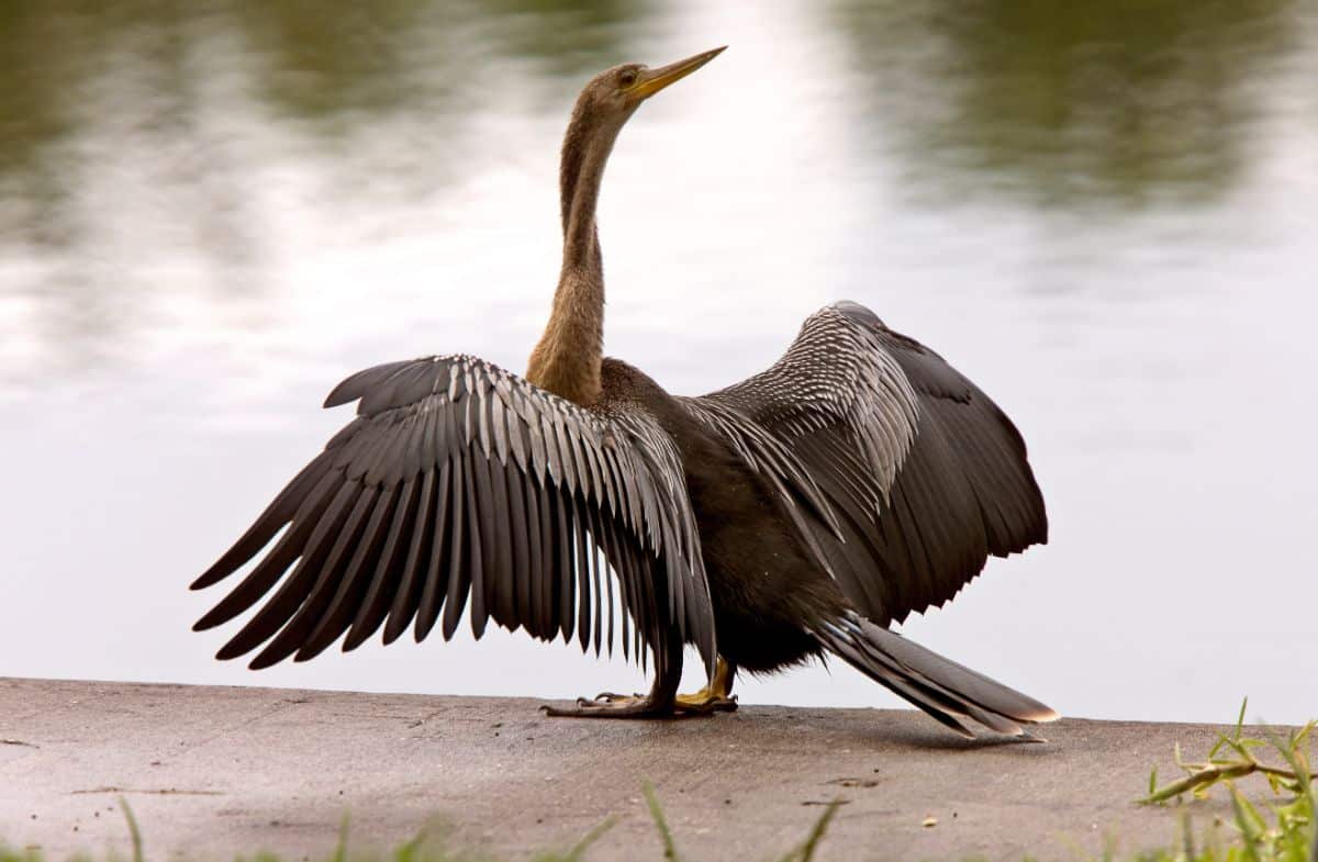 A tall Anhinga with spread wings is standing near a pond.