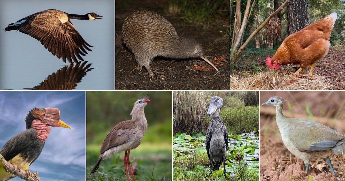 11 Birds That Are Closely Related to Dinosaurs (With Photos) facebook image.
