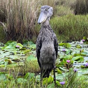 A big cool-looking Shoebill standing in a pond.